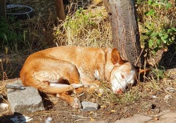 Seelenhund Zenyt sucht Seelenmenschen