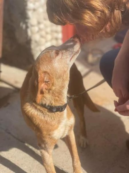 Seelenhund Zenyt sucht Seelenmenschen