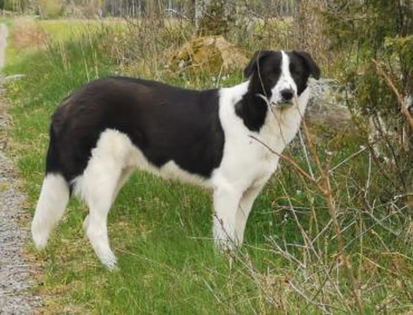 Pino - gutaussehend im Schachbrettmuster