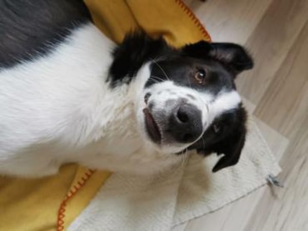 Pino - gutaussehend im Schachbrettmuster