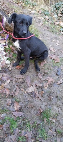 Lino ist ein lieber, süßer Kerl