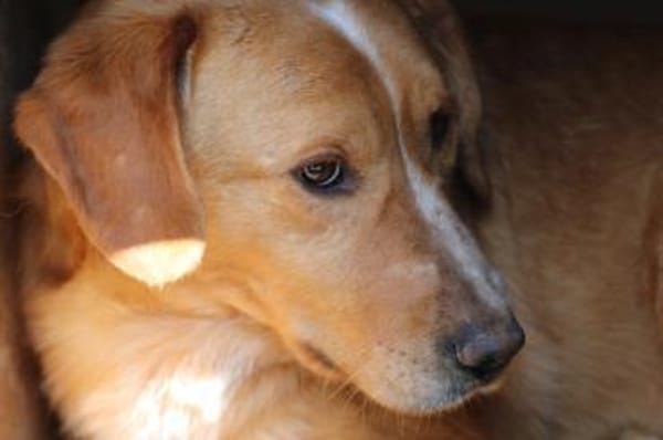 Monty - hübscher Jungrüde