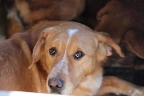 Monty - hübscher Jungrüde