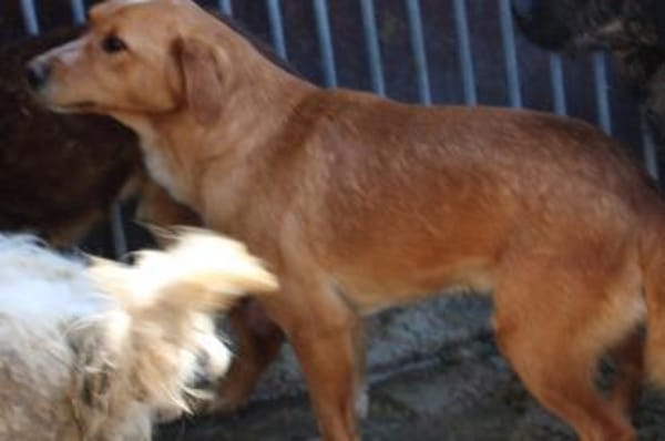 Monty - hübscher Jungrüde