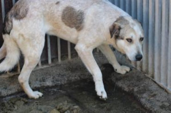 Rico - sehr sanft u.  liebenswert