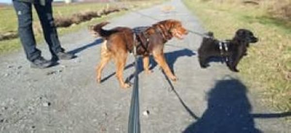 Karlisucht sein Körbchen