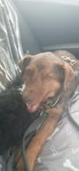 Karlisucht sein Körbchen