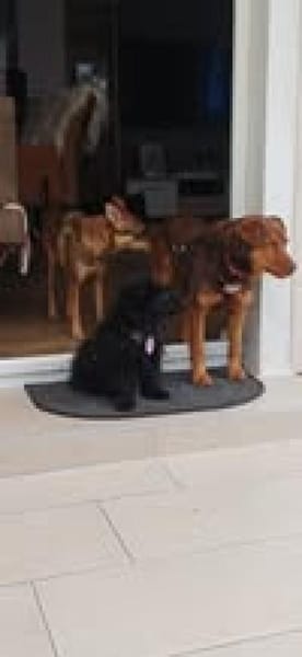 Karlisucht sein Körbchen