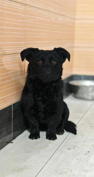 ❣Hilde❣ wartet auf ihre Menschen