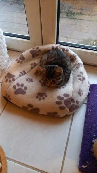 Kleine Zabka sucht ihr Für-Immer-Zuhause