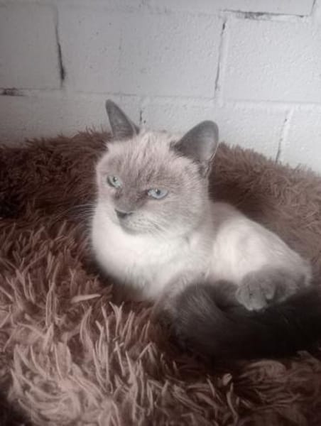 RENA - Goldstück auf Pfötchen!