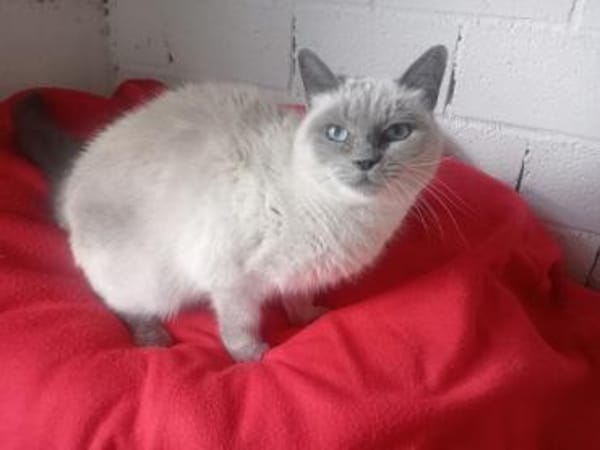 RENA - Goldstück auf Pfötchen!