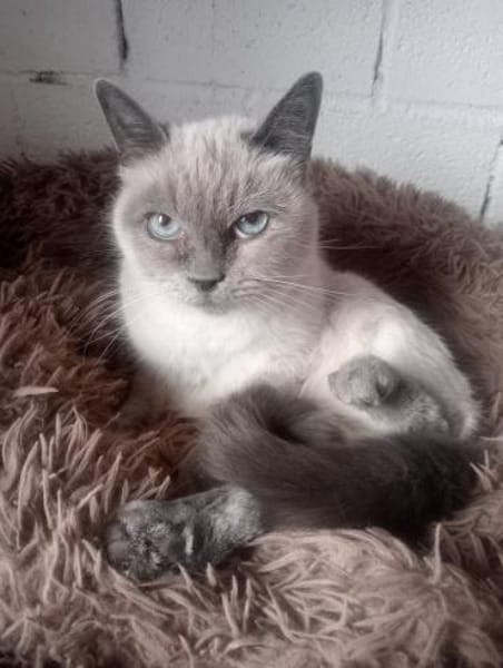 RENA - Goldstück auf Pfötchen!