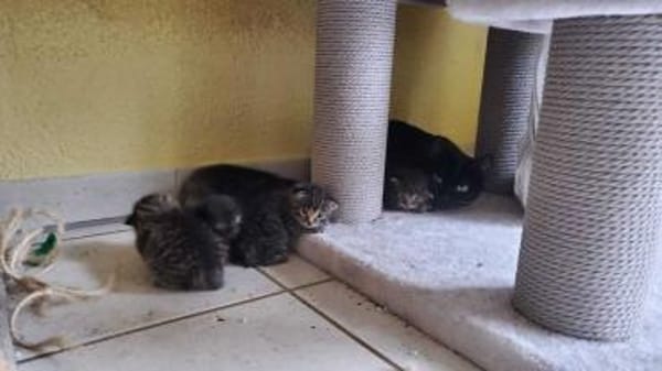 Kleine Juna sucht Lieblingsmensch