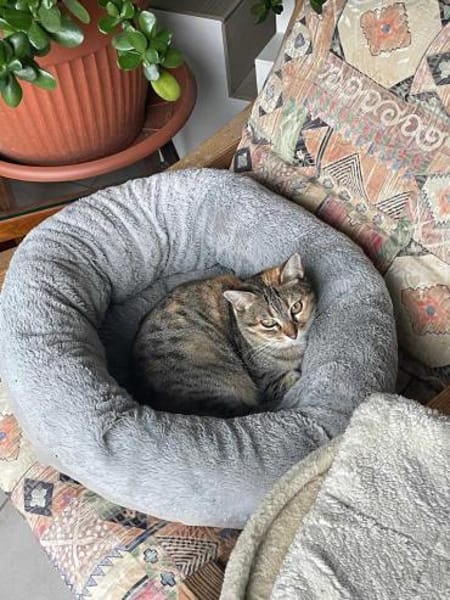 Zurückhaltende Katzendame Sally