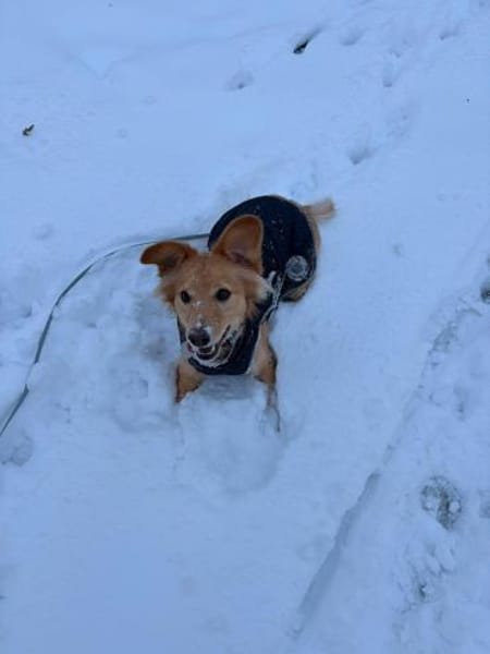 Freddy - fröhlich & verspielt