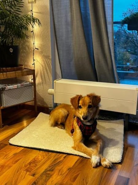 Freddy - fröhlich & verspielt