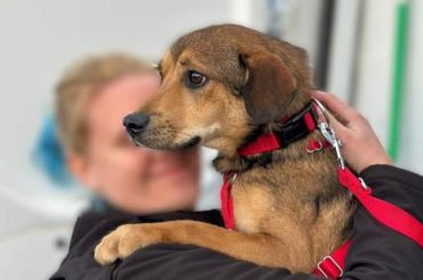 Der kleine Benni sucht Dich!