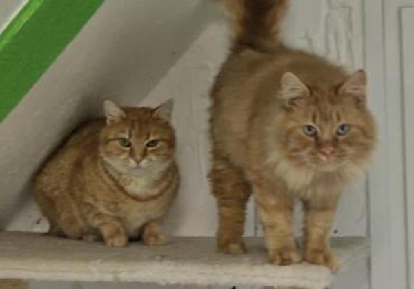 ONNA&JACKSON - wundervolle Rotpfötchen!