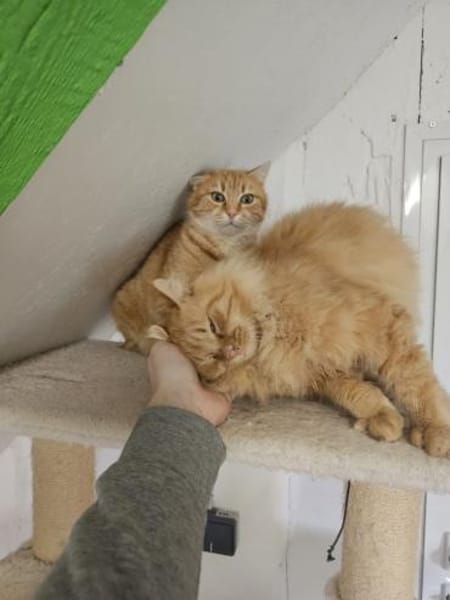 ONNA&JACKSON - wundervolle Rotpfötchen!