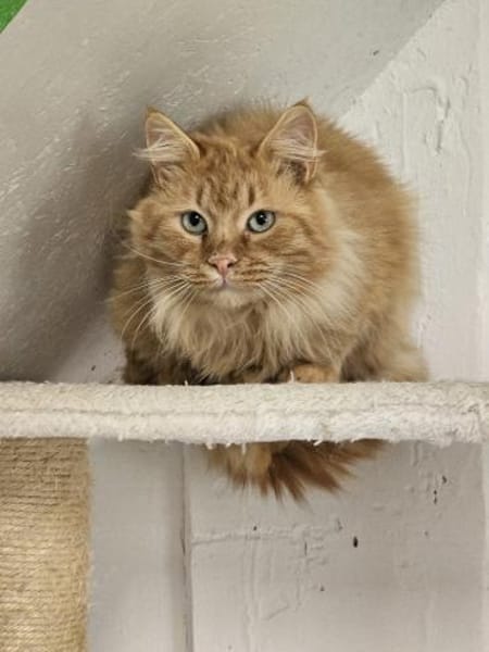 ONNA&JACKSON - wundervolle Rotpfötchen!