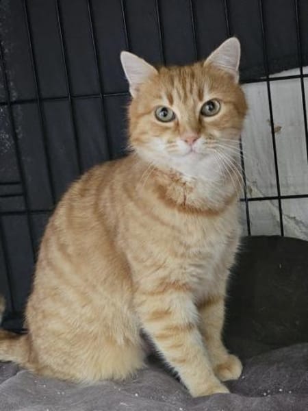 ONNA&JACKSON - wundervolle Rotpfötchen!