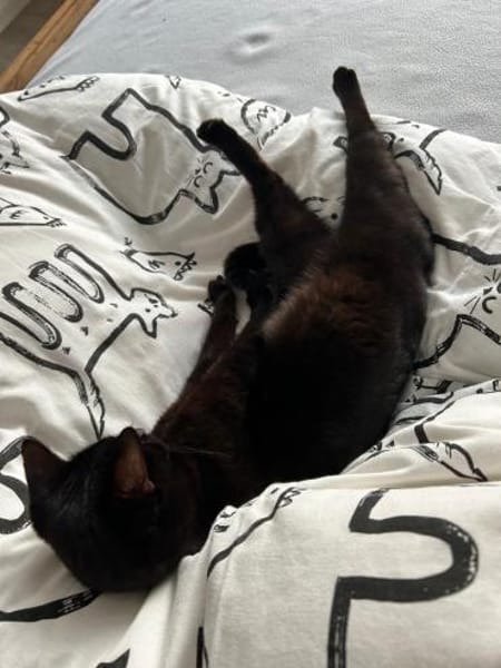 Maja aus dem Tierschutz