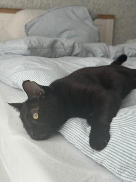 Maja aus dem Tierschutz