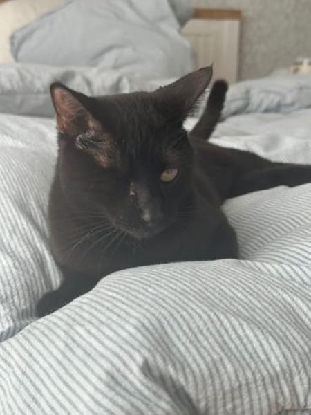 Maja aus dem Tierschutz