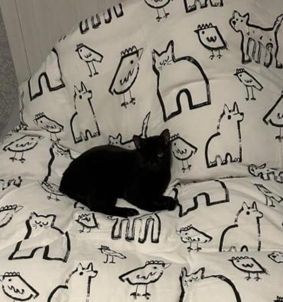 Maja aus dem Tierschutz