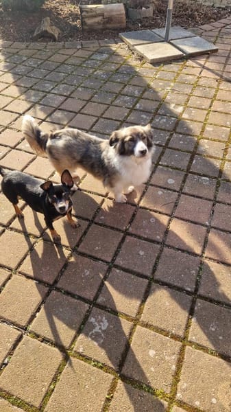 Natalie 3-jährige Mischlingshündin