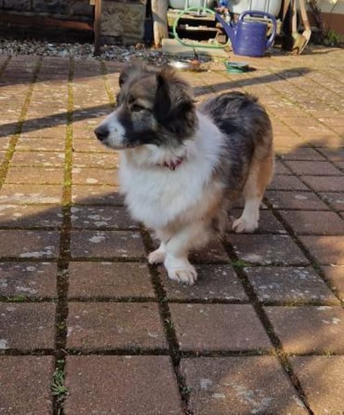 Natalie 3-jährige Mischlingshündin