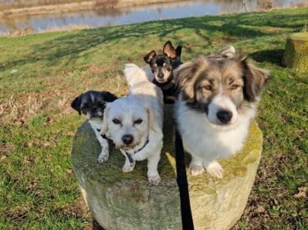 Natalie 3-jährige Mischlingshündin