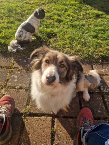 Natalie 3-jährige Mischlingshündin