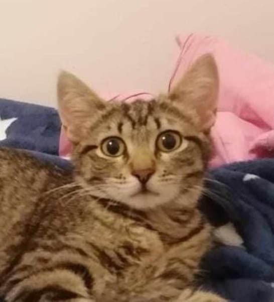 Süße Simmi sucht Familie