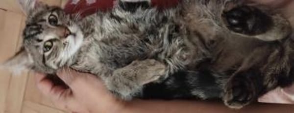 Süße Simmi sucht Familie