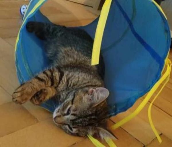 Süße Simmi sucht Familie