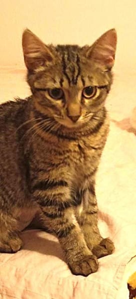 Süße Simmi sucht Familie