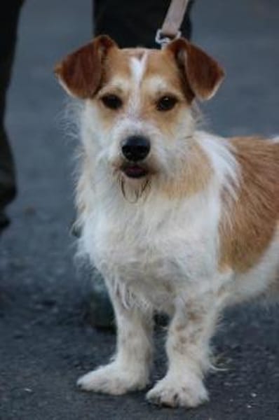 Memo - goldiger, verspielter Jungrüde