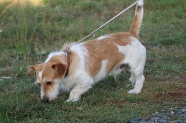 Memo - goldiger, verspielter Jungrüde