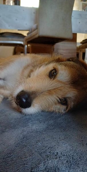 Charlie sucht seinen Menschen