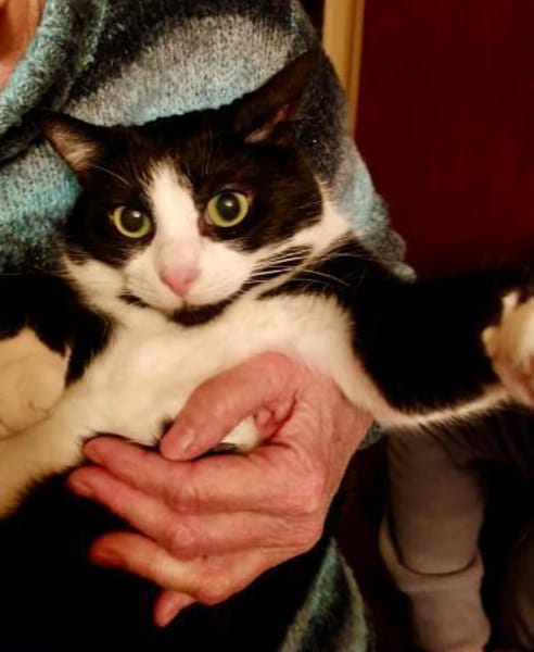 Schmusekatze Bonnie sucht liebe Familie