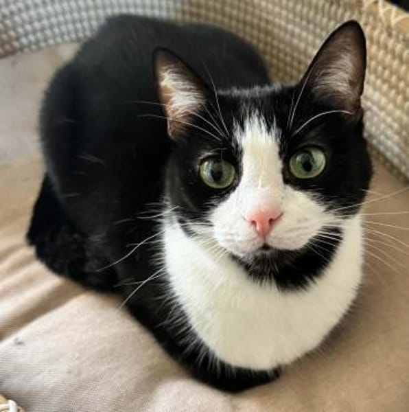 Schmusekatze Bonnie sucht liebe Familie