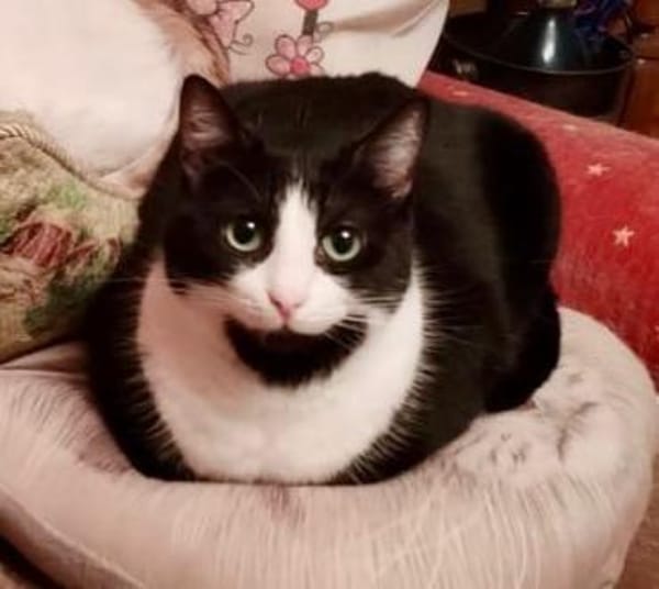 Schmusekatze Bonnie sucht liebe Familie