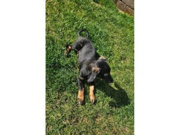 Rosi - wartet in 66773 Schwalbach/Saar