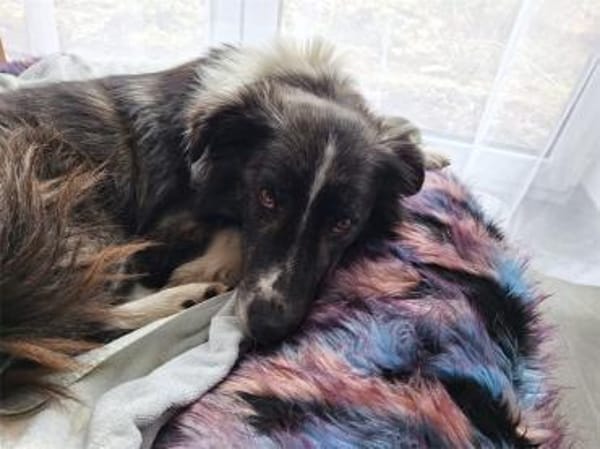 Abeni - wartet in 55469 Horn