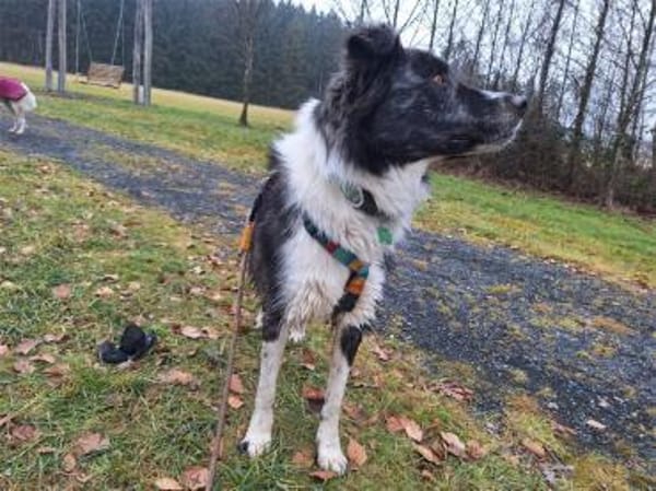 Abeni - wartet in 55469 Horn