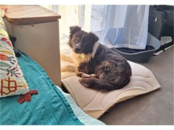 Abeni - wartet in 55469 Horn