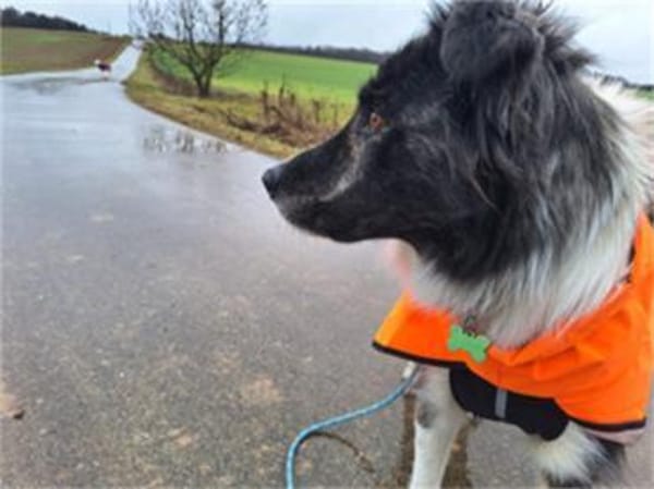 Abeni - wartet in 55469 Horn