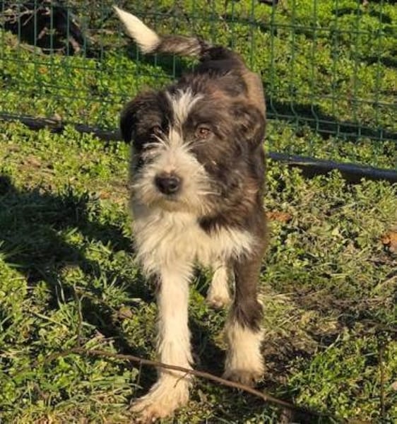 Nika - Sanfte & liebe Junghündin